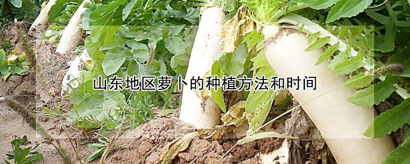 山東地區蘿卜的種植方法和時間