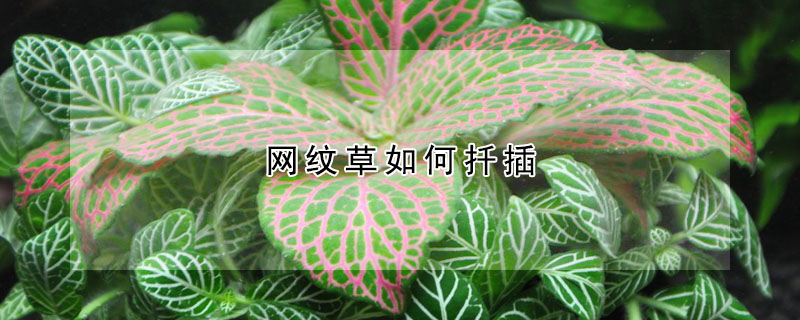 網紋草如何扡插