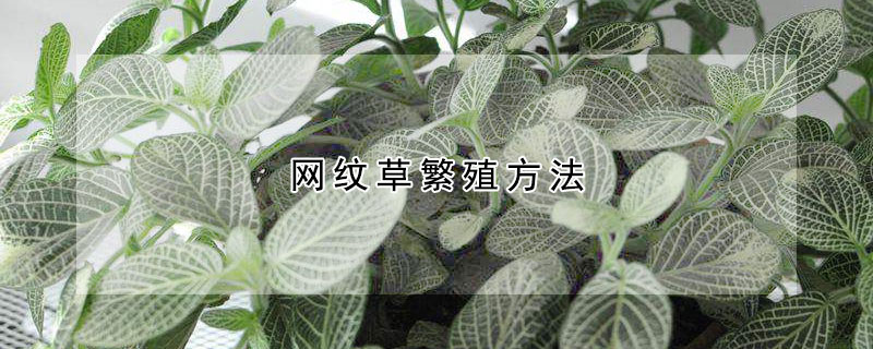 網紋草繁殖方法