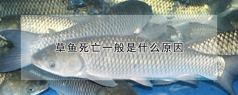 草魚死亡一般是什麼原因