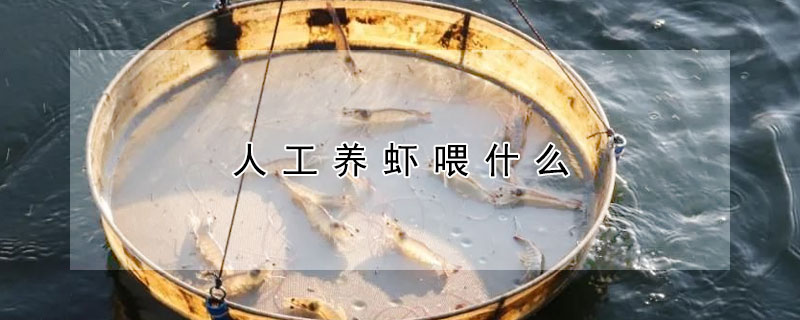 人工養蝦喂什麼