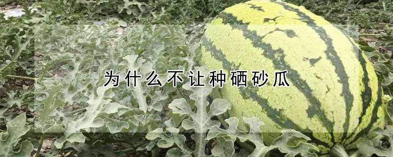 為什麼不讓種硒砂瓜