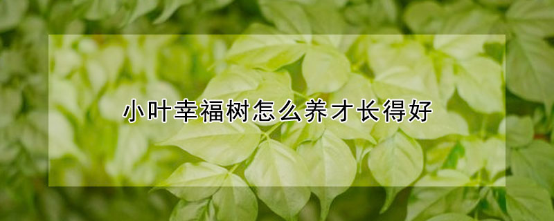 小葉幸福樹怎麼養才長得好