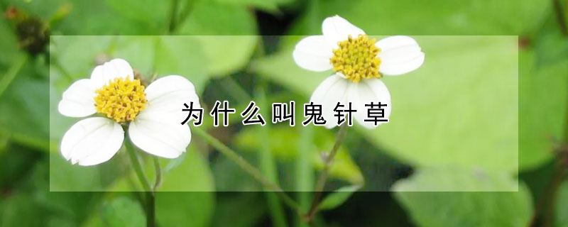 為什麼叫鬼針草