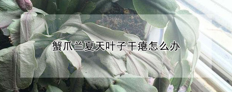 蟹爪蘭夏天葉子幹癟怎麼辦