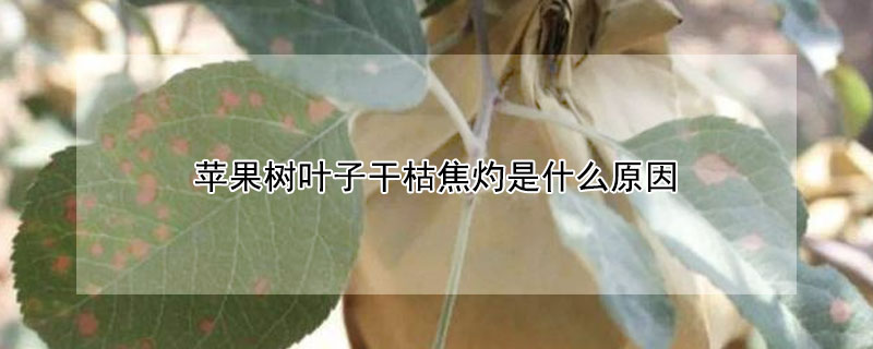 蘋果樹葉子幹枯焦灼是什麼原因