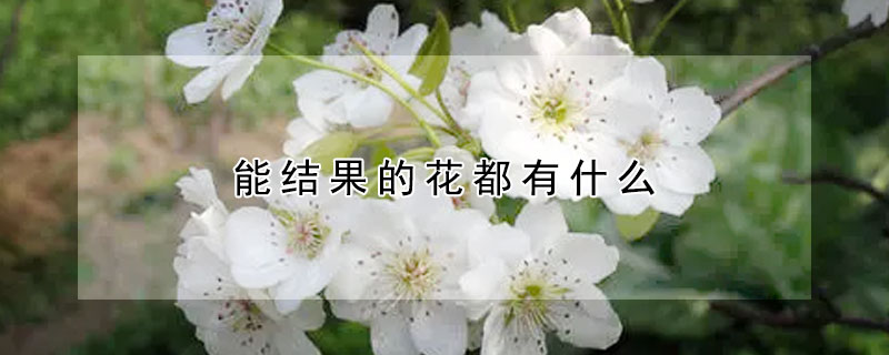 能結果的花都有什麼