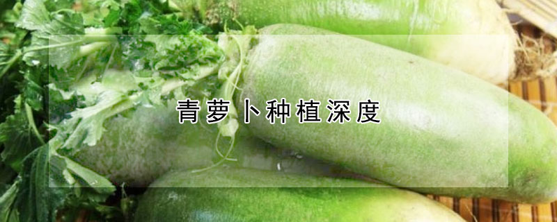 青蘿卜種植深度