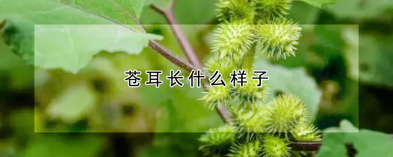 蒼耳長什麼樣子