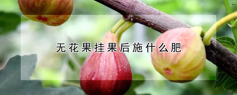 無花果掛果後施什麼肥