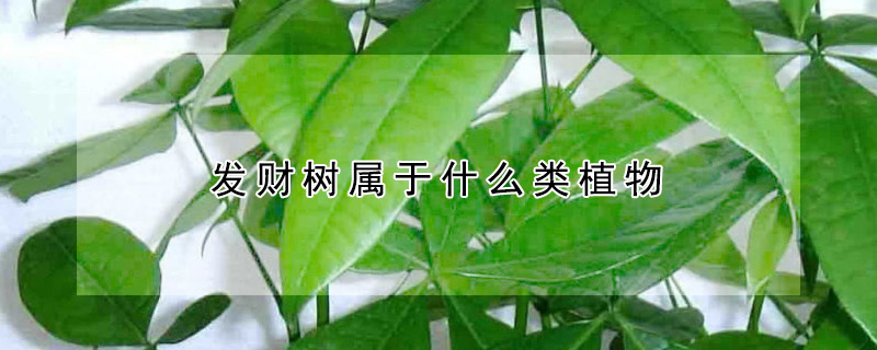 發財樹屬於什麼類植物