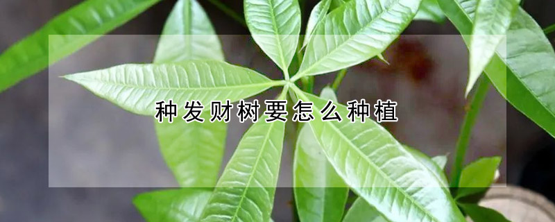 種發財樹要怎麼種植