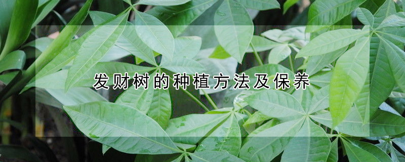 發財樹的種植方法及保養