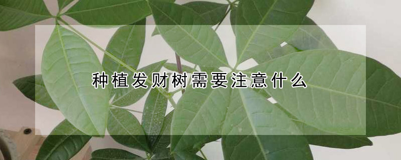 種植發財樹需要注意什麼