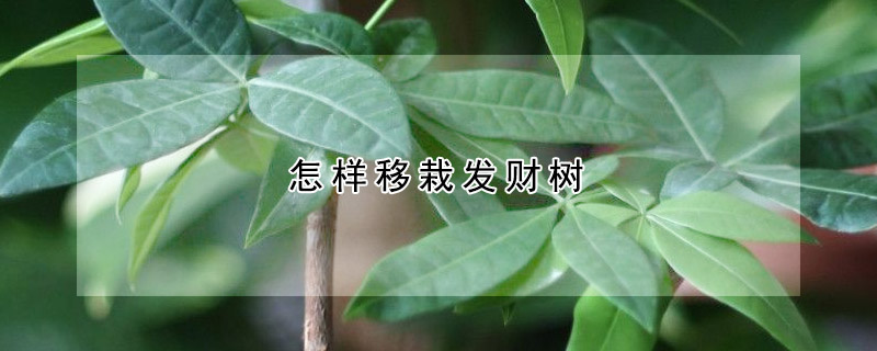 怎樣移栽發財樹