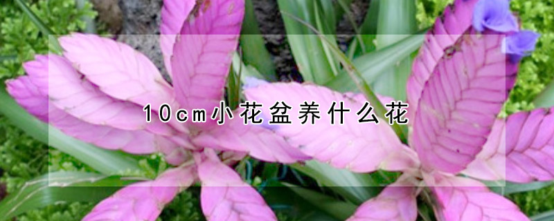 10cm小花盆養什麼花