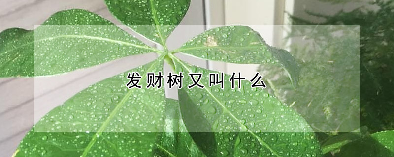 發財樹又叫什麼