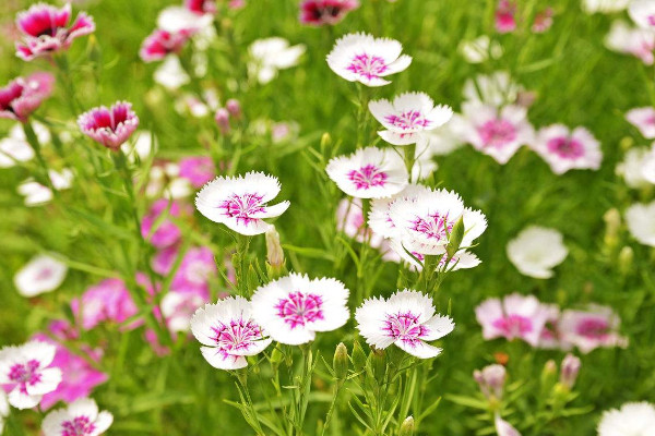 室內放什麼花最好 好養活的室內花卉植物