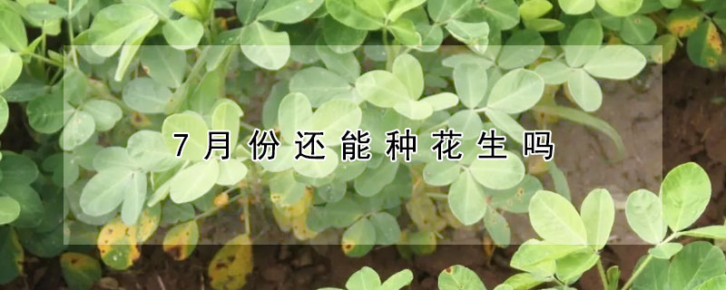 7月份還能種花生嗎