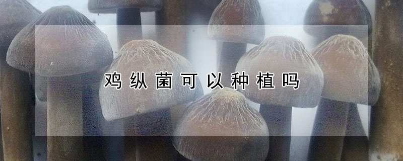 雞縱菌可以種植嗎