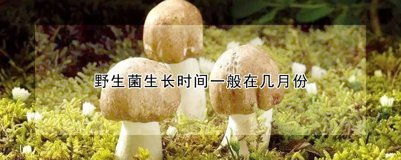 野生菌生長時間一般在幾月份