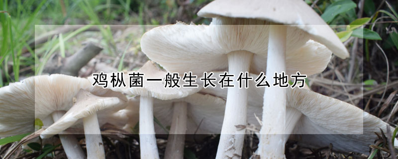 雞樅菌一般生長在什麼地方