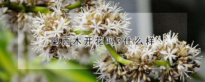 巴西木開花嗎?什麼樣