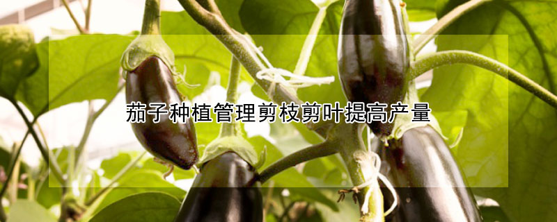 茄子種植管理剪枝剪葉提高產量