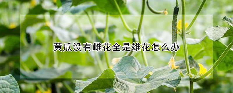 黃瓜沒有雌花全是雄花怎麼辦