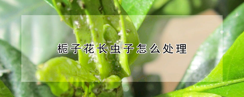 梔子花長蟲子怎麼處理