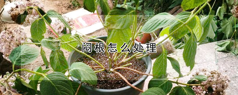 悶根怎麼處理