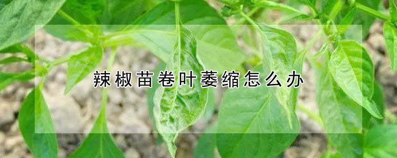 辣椒苗卷葉萎縮怎麼辦