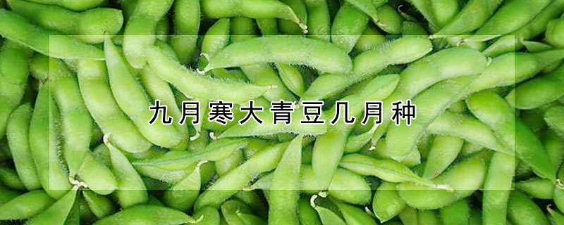 九月寒大青豆幾月種