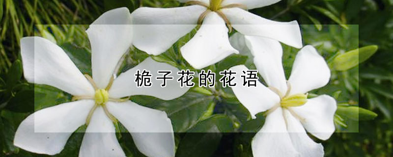 桅子花的花語