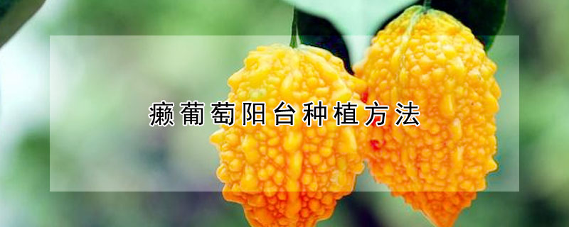 癩葡萄陽台種植方法