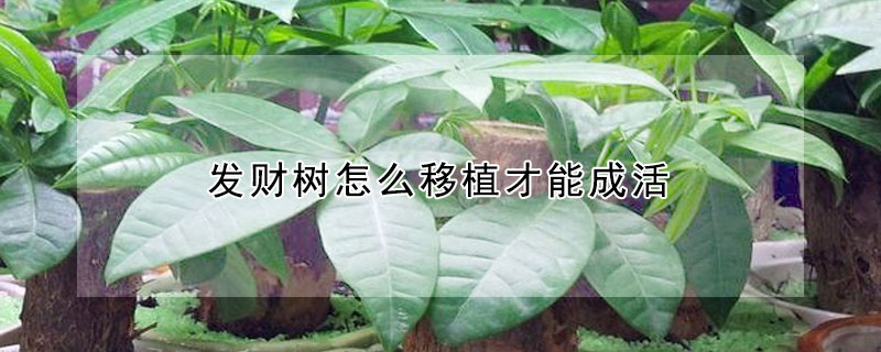 發財樹怎麼移植才能成活