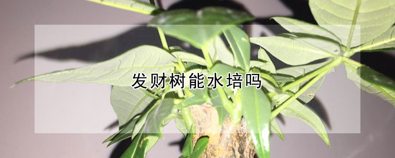 發財樹能水培嗎