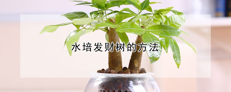 水培發財樹的方法