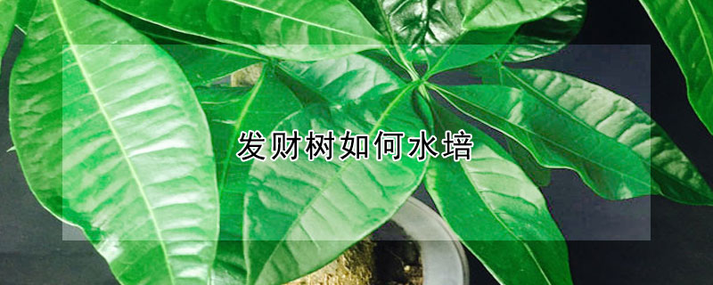 發財樹如何水培