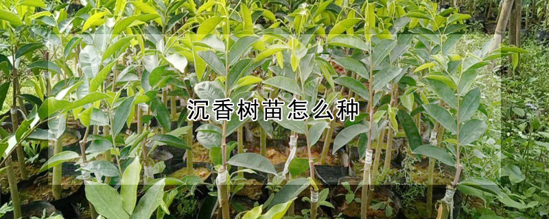 沉香樹苗怎麼種