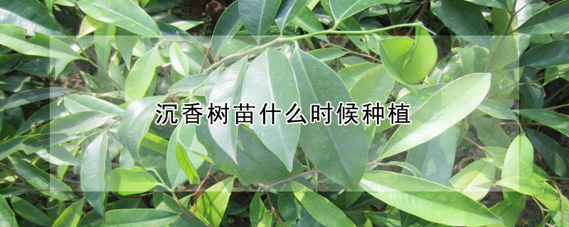 沉香樹苗什麼時候種植