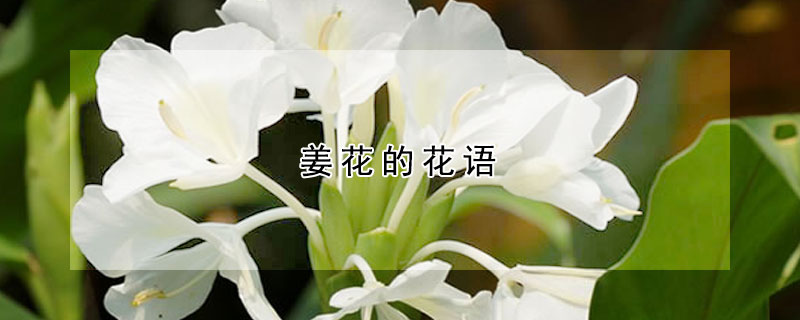 薑花的花語