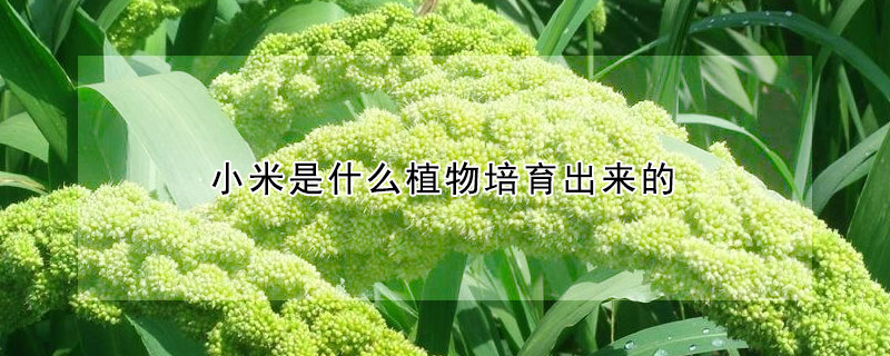 小米是什麼植物培育出來的