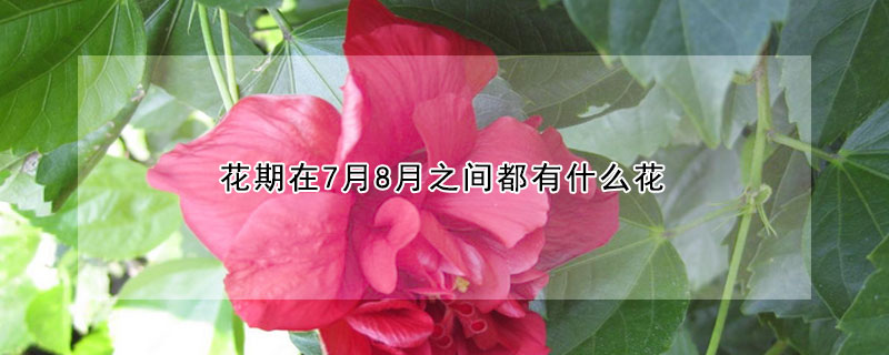 花期在7月8月之間都有什麼花