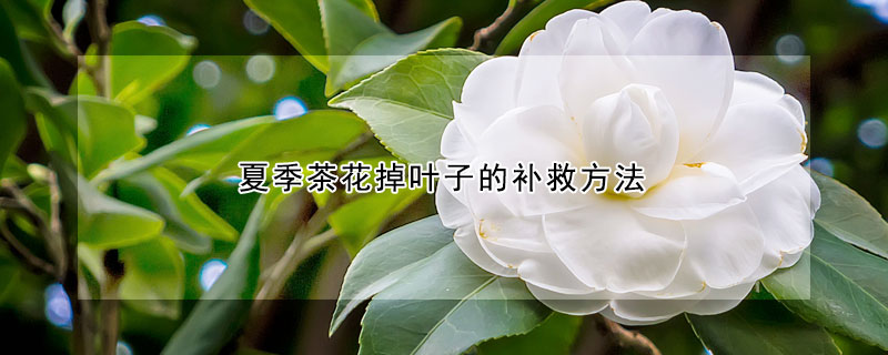 夏季茶花掉葉子的補救方法