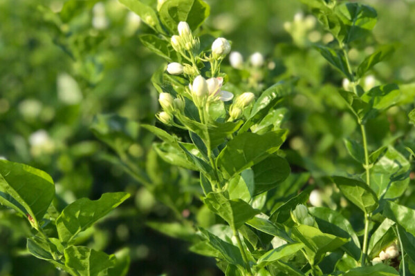 見對象送什麼花好