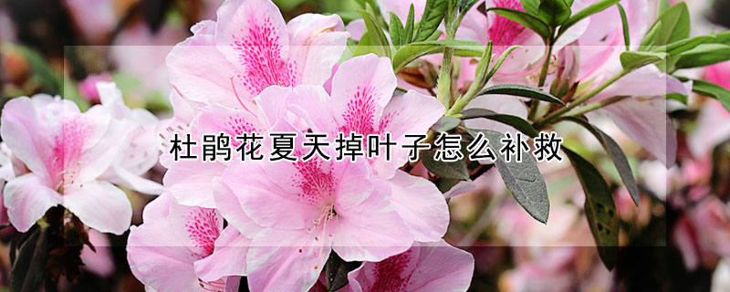 杜鵑花夏天掉葉子怎麼補救