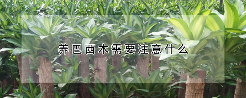 養巴西木需要注意什麼