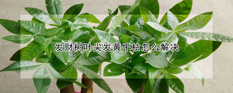 發財樹葉尖發黃幹枯怎麼解決