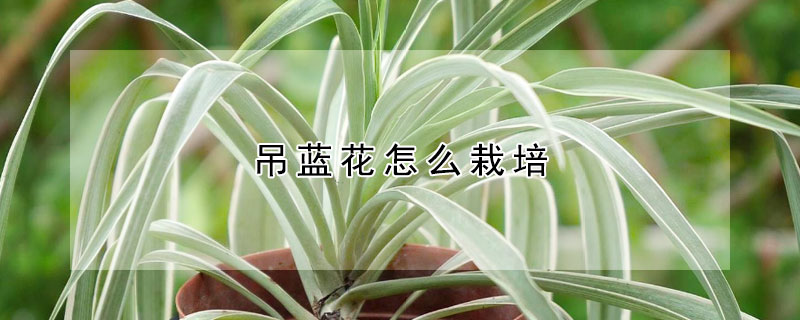 吊藍花怎麼栽培